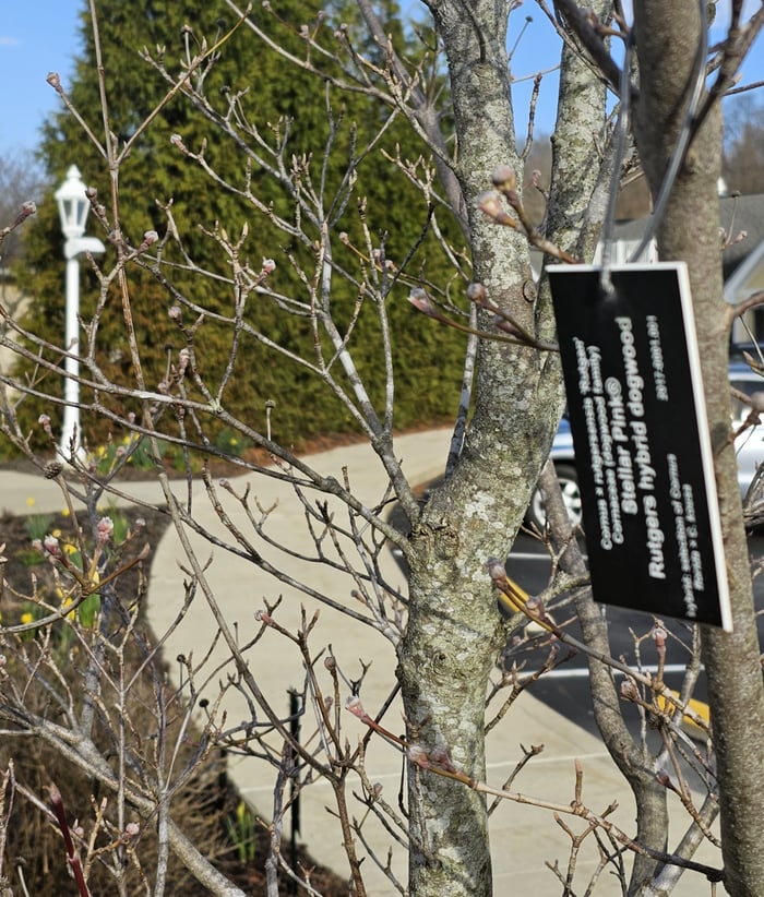 Path and Tree Sign
