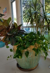 Potted plants at the indoor Otterbein Granville swimming pool