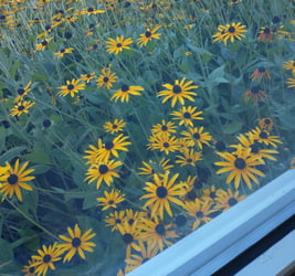 Black-eyed susans at the indoor Otterbein Granville swimming pool