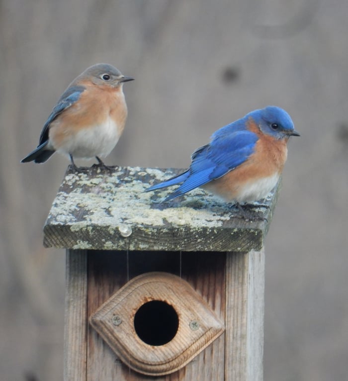 Bluebird Pair