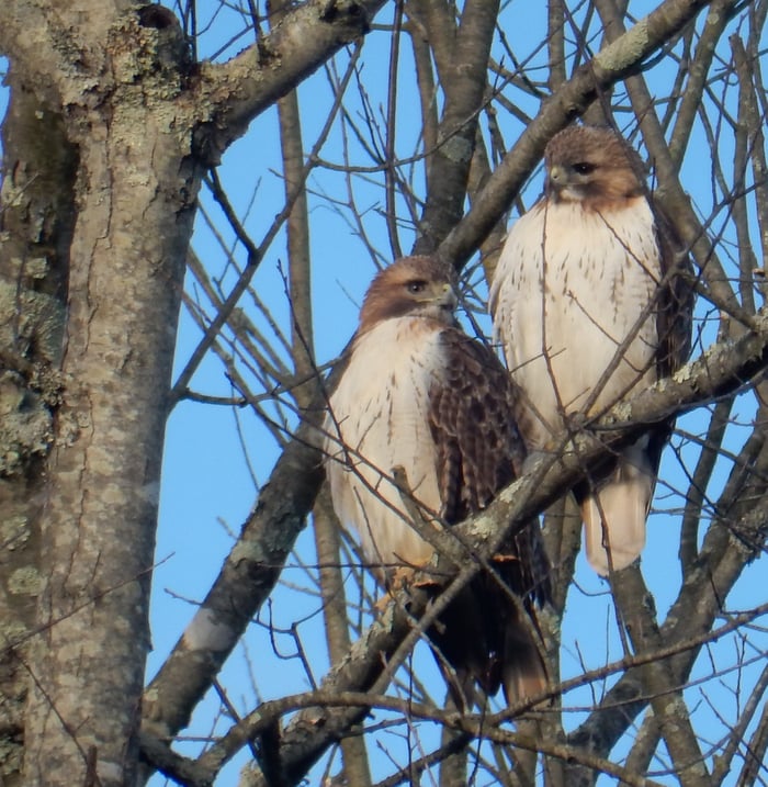 Pair of Hawks