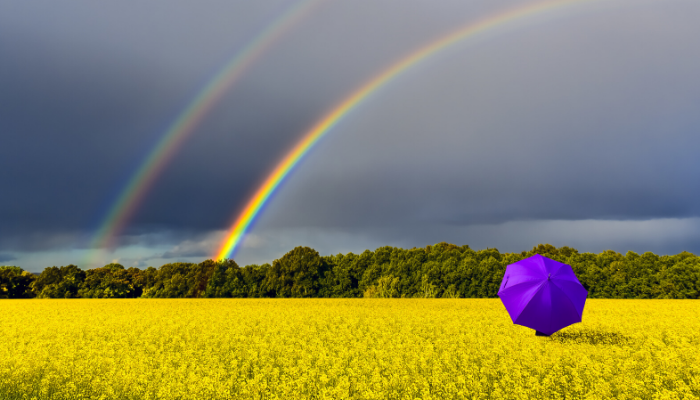 Person standing in a field looking at a rainbow after the storm