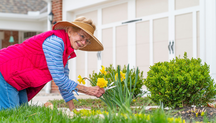 Senior woman pruned her daffodil flowers outside of her Otterbein Sunset Village home during springtime