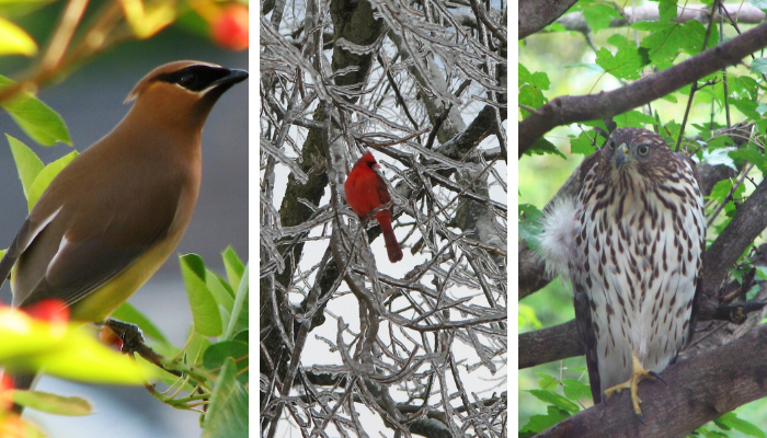 Images of birds taken by Otterbein resident 